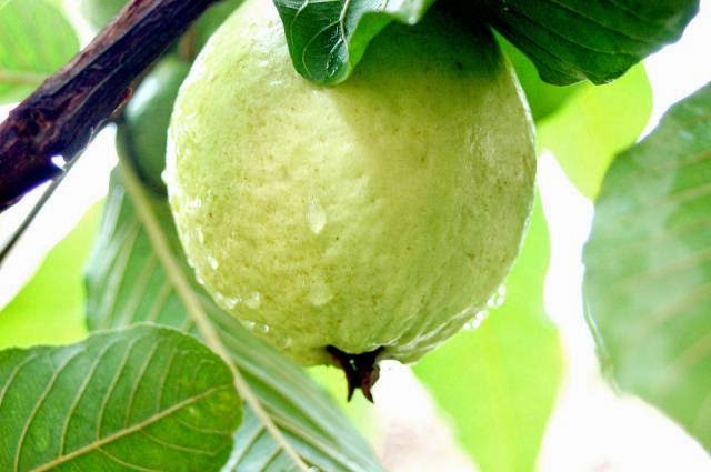 What are the health benefits of guava?